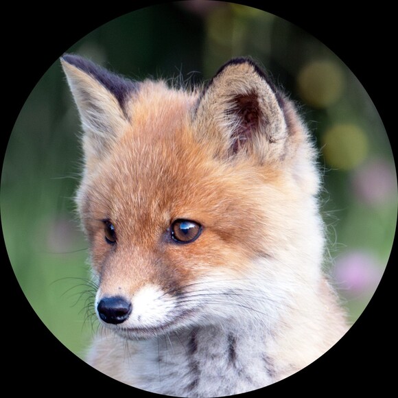 littlefoxtoybox